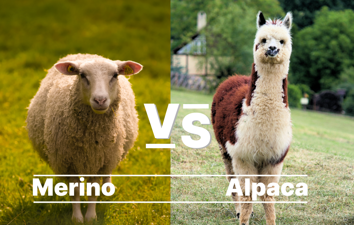 Alpaca vs. Merino Wool