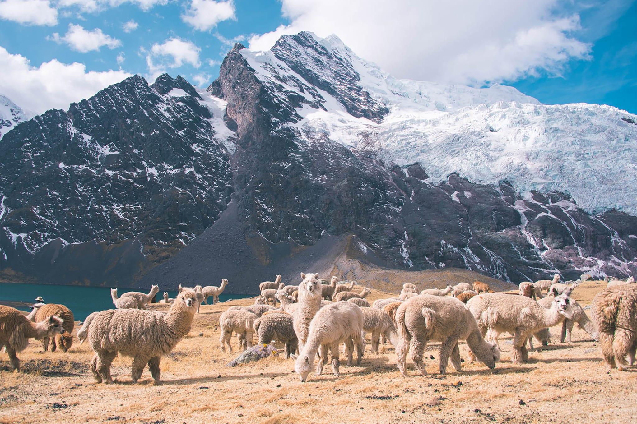 Peruvian Alpaca: Fiber of the Gods