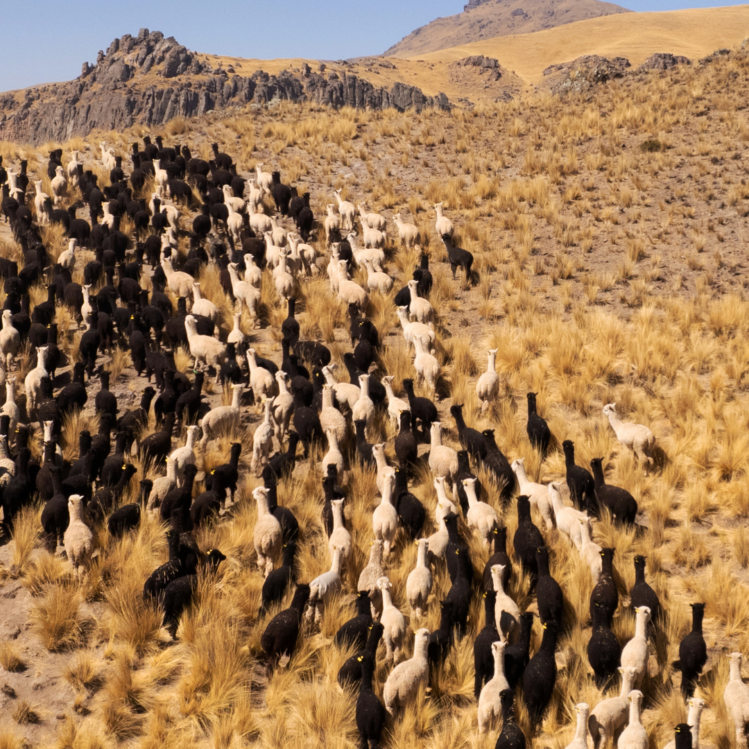 alpacas en los andes peruanos corriendo libres de tukuy lana de alpaca marca sostenible para chalina de alpaca de tukuy